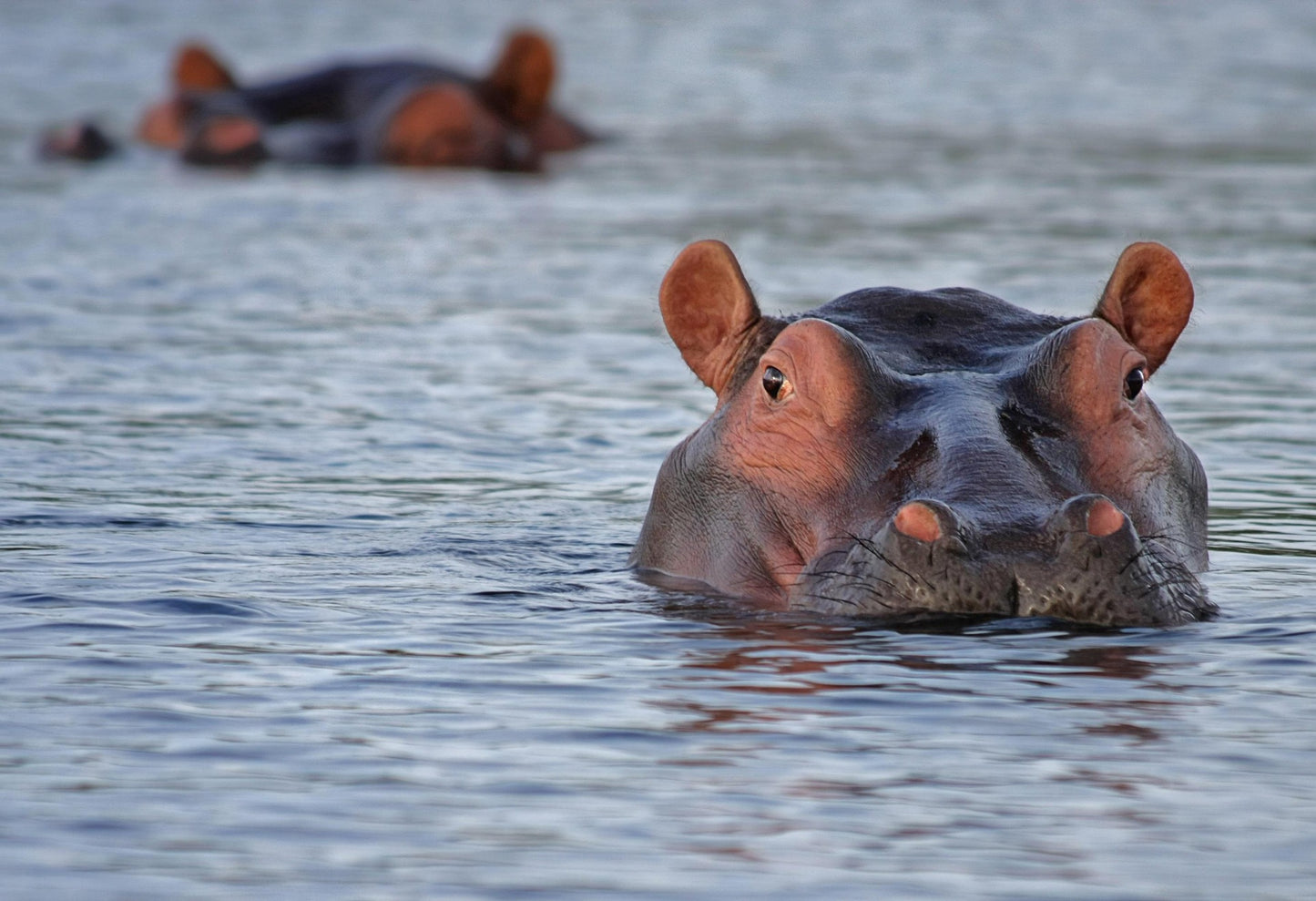 Hippopotamus